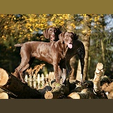 Two German Pointers