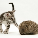 Silver tabby kitten inspecting a Hedgehog