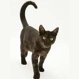 Black Smoke cat walking with tail erect