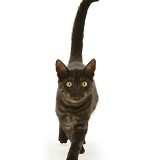 Black Smoke cat walking with tail erect