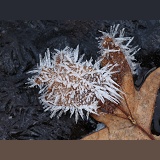 Frost crystals on a fallen oak leaf