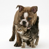 Brindle Bulldog pup playing with tabby kitten