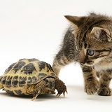 Tabby kitten inspecting a tortoise