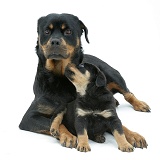 Rottweiler mother and pup