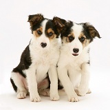 Border Collie pups