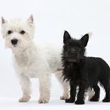 Westie and black Terrier-cross puppy