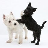 Westie and playful black Terrier-cross puppy
