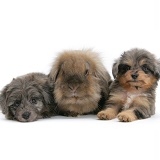 Sheltie x Poodle pups with Lionhead x Lop rabbit