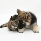 Alsatian pup with tabby kitten
