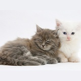 Sleepy Maine Coon kittens, 7 weeks old