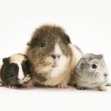 Guinea pig mother and babies