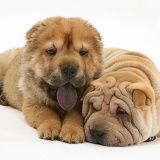 Shar-pei pups