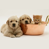 Golden Retriever pups and ginger kitten in a copper pan