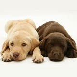 Sleepy Yellow and Chocolate Retriever pups