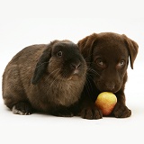 Chocolate Retriever pup with chocolate rabbit