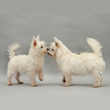 Westie pups, nose to nose