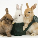 Baby rabbits and watering can