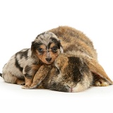 Dachshund pup with rabbit