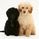 Black and Apricot Miniature Poodles, sitting together