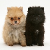 Two Pomeranian pups