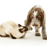 Cat meeting Spinone pup