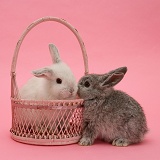 Silver baby rabbit and white baby rabbit in a basket