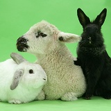 Lamb, white rabbit and black rabbit on green background