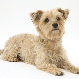 Cairn Terrier lying with head up