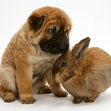 Shar Pei pup and Lionhead rabbit