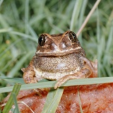 African frog