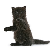 Black kitten with paws up