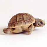 Spur-thighed Tortoise, newly-hatched