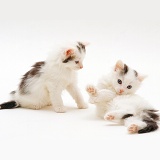 Two black-and-white kittens, 7 weeks old