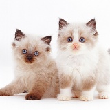 Two colourpoint kittens