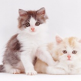 Two cute kittens, 5 weeks old