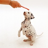 Dalmatian pup reaching for a chew