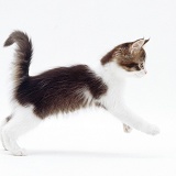 Brown-and-white kitten pouncing