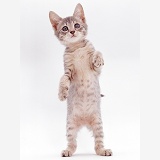 Silver tabby kitten standing up