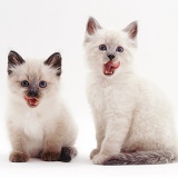 Colourpoint Siamese kittens licking their lips