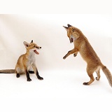 Playful Red Fox cubs, 13 weeks old