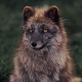 Arctic Fox in summer coat