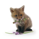Cute little Red Fox cub holding a flower