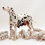 Dalmatian bitch and pups