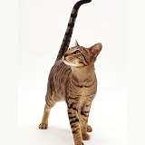 Oriental brown spotted tabby cat