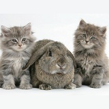 Maine Coon kittens, 7 weeks old, with agouti Lop rabbit