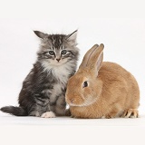 Ginger rabbit and Maine Coon-cross kitten, 7 weeks old