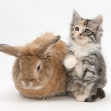 Sandy rabbit and Maine Coon-cross kitten