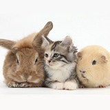 Sandy rabbit and Maine Coon-cross kitten and guinea pig