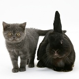 Black rabbit and grey kitten