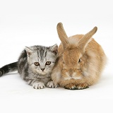 Silver tabby kitten and sandy Lionhead rabbit